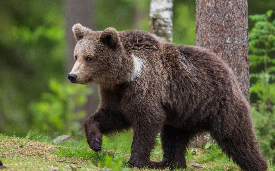 The Japan Bear Attack Crisis and Its Travel Insurance Lesson